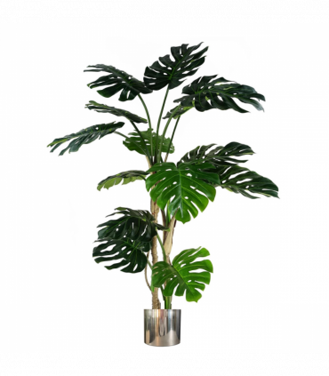 150cm (5ft) Luxury Monstera Plant Black Pot Silver Metal Planter