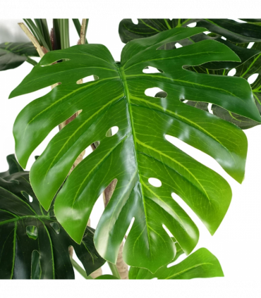 150cm (5ft) Luxury Monstera Plant Black Pot Silver Metal Planter