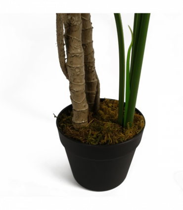 150cm (5ft) Luxury Monstera Plant Black Pot Silver Metal Planter