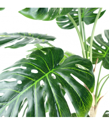 150cm (5ft) Luxury Monstera Plant Black Pot Gold Metal Planter