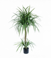 120cm Dracaena Realistic Artificial Tree
