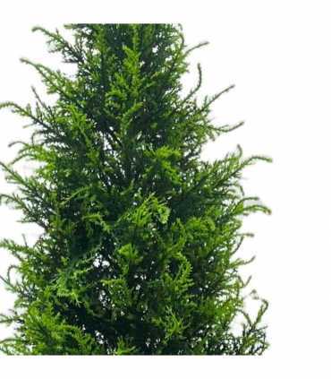 UV Resistant Outdoor 150cm Cypress Cedar Topiary Tree