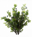 6x 70cm Nandina Foliage Blue Berry Spray Artificial