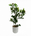 45cm Artificial Aglaia Odorata Bonsai Ficus Tree