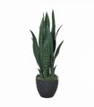 70cm Artificial Sansevieria Dark Green