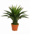60cm Deluxe Yukka Artificial