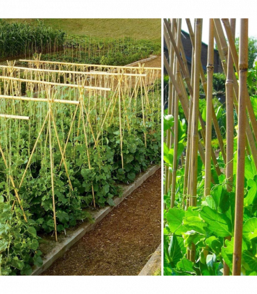 Garden Canes 6FT (180cm) Pack of 10 Natural Bamboo Versatile for Various Uses