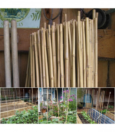 Bamboo 6FT (180cm) Natural Brown Garden Canes 20 x 6FT (180cm) Bamboo Canes