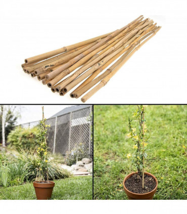 200 x 2ft (60cm) Bamboo canes