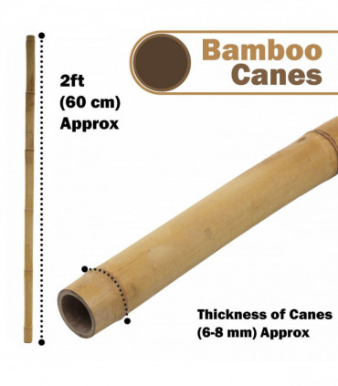 Bamboo 4ft (120 cm) Garden Canes Natural Bamboo 10-12 mm Thickness