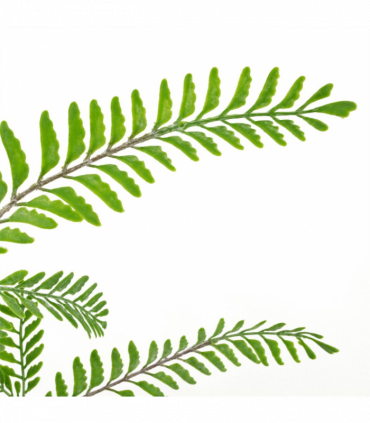 Artificial Fern Bush Light Green Plant 55cm Realistic Replica Wired Stems Shape