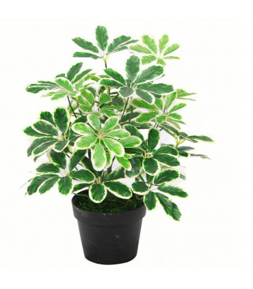 55cm Variegated Artificial Schefflera Arboricola Plant