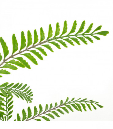 Artificial Plant Pack of 6 x 55cm Himilayan Maidenhair Fern Bush Light Green