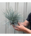Blue Grass - Festuca Elijah Blue