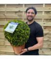 Buxus/Topiary Ball (Buxus sempervirens)