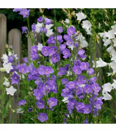 Campanula persicifolia 'Caerulea' - Blue 9cm / 2L