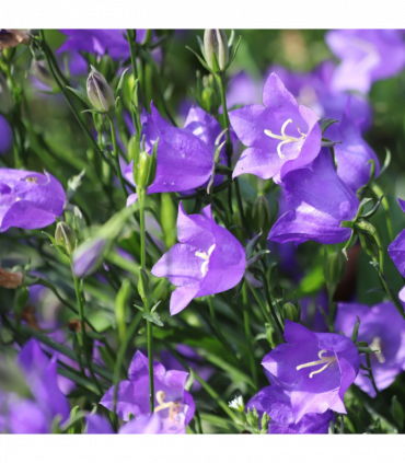 Campanula persicifolia 'Caerulea' - Blue 9cm / 2L