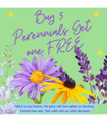 Campanula persicifolia 'Caerulea' - Blue 9cm / 2L