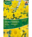 Daffodil 'Yellow Trumpet' (20 Bulbs)