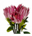 Pack of 6 x 65cm Protea Sugarbush Flower Stem - Pink