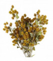Pack of 6 x 85cm Craspedia Stem Yellow Artificial