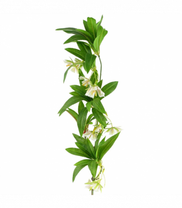 Pack of 6 x 90cm Artificial Hainan Elaeocarpus Stem