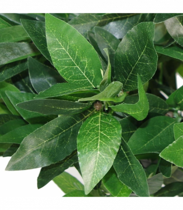 Pair of 50cm Dwarf Artificial Bay Trees Laurel Topiary Bushes