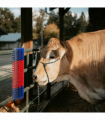 vidaXL Cattle Brushes Red and Blue 20 x 9 x 50 cm Plastic and Steel