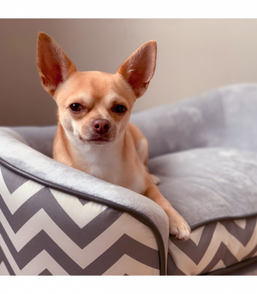 PawHut Dog Sofa Pet Couch for XS Dogs with Removable Sponge Padded Cushion Grey