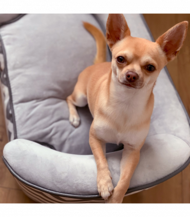 PawHut Dog Sofa Pet Couch for XS Dogs with Removable Sponge Padded Cushion Grey