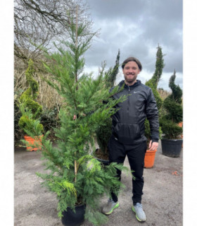 5 / 10 x 7ft Potted Green Cupressus Leylandii Hedging Conifers (180-200cm)