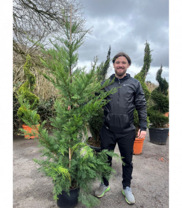 5 / 10 x 7ft Potted Green Cupressus Leylandii Hedging Conifers (180-200cm)