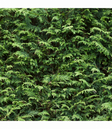 5 / 10 x 7ft Potted Green Cupressus Leylandii Hedging Conifers (180-200cm)