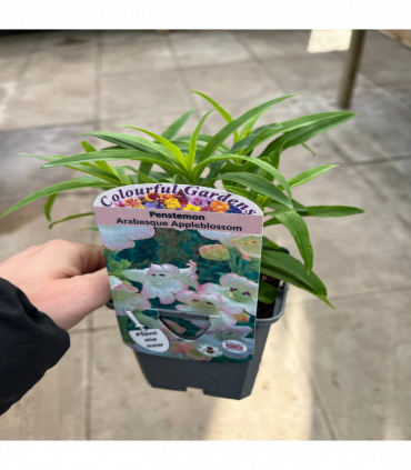 Penstemon Arabesque 'Appleblossom' 9cm/1.5L/2L