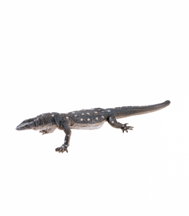 Perentie Lizard Toy  Realistic Reptile Figurine