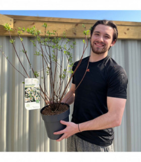 Philadelphus 'Belle Etoile' 9cm/ 1L / 2L / 4L