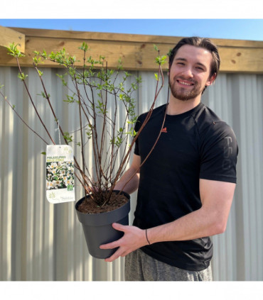 Philadelphus 'Belle Etoile' 9cm/ 1L / 2L / 4L
