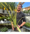 Phormium 'Apricot Queen' 2L (50-60cm inc. pot)
