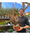 Phormium 'Evening Glow' 2L (40-50cm inc. pot)