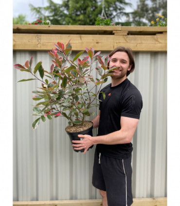 Photina x fraseri 'Louise' 2L/5L