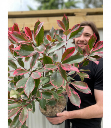 Photina x fraseri 'Louise' 2L/5L