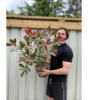 Photina x fraseri 'Louise' 2L/5L