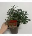 Pieris japonica Little Heath 9cm / 1L / 2L