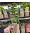 Portuguese Laurel | Prunus lusitanica 'Angustifolia' 1L