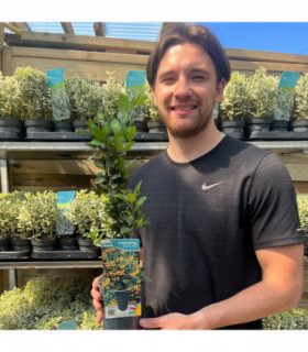 Pyracantha 'Soleil D'or' 1L/2L