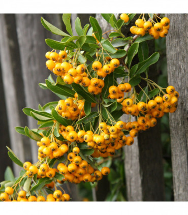 Pyracantha 'Soleil D'or' 1L/2L