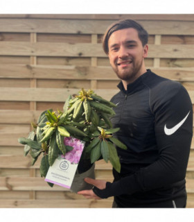 Rhododendron Delta 2L / 5L