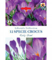 Specie Crocus 'Ruby Giant' (12 Bulbs)
