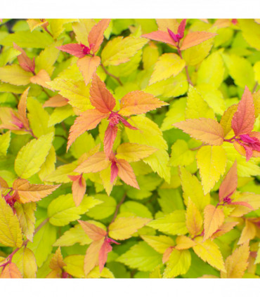 Spiraea japonica 'Firelight' 9cm / 1L / 2L