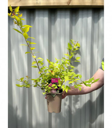 Spiraea japonica 'Firelight' 9cm / 1L / 2L